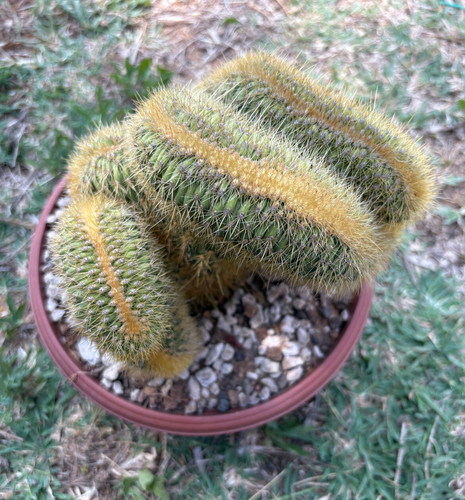 Espostoa guentheri crestata - espostoa,