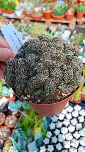 Lobivia famatimensis crestata