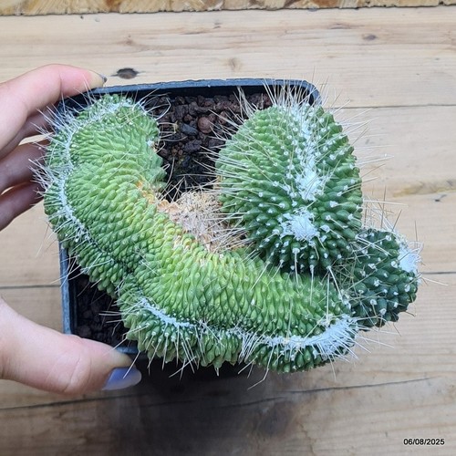 Mammillaria spinosissima