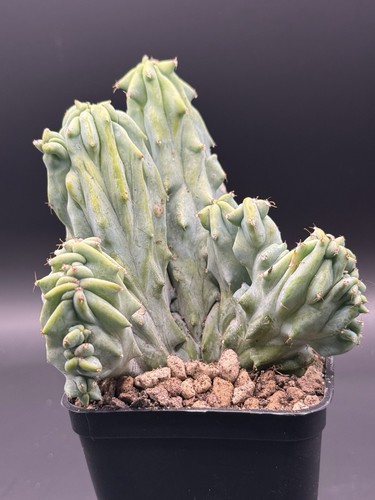 Myrtillocactus geometrizans