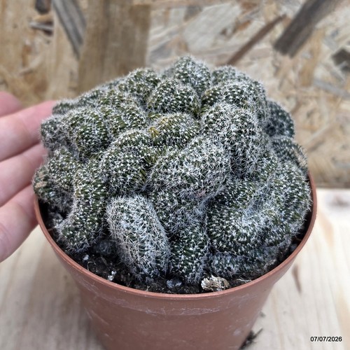 Rebutia densispina crestata