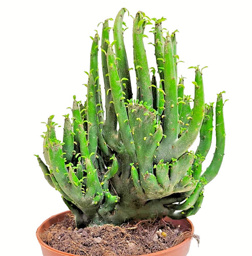 Euphorbia leucodendron - euphorbia,