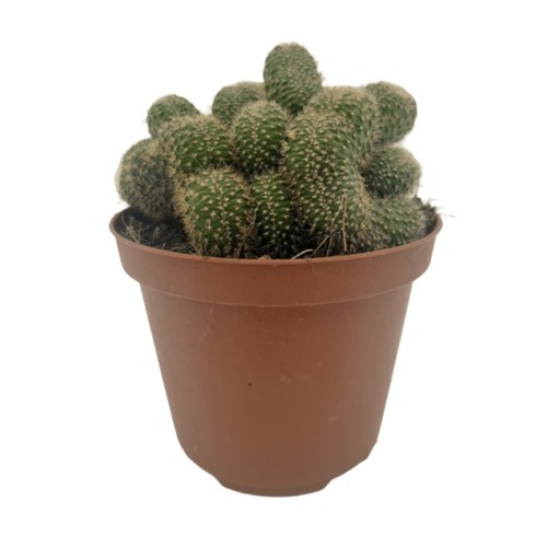 Piantina chamaecereus - piantina,