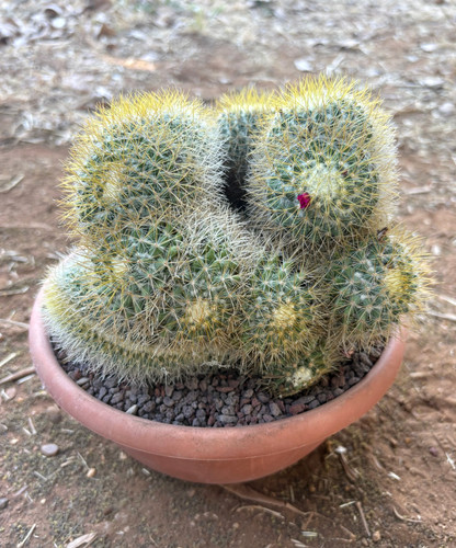 Mammillaria rhodantha crestata - mammillaria,