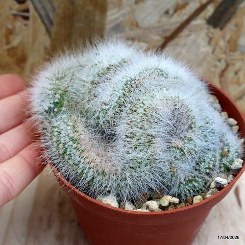 Mammillaria spinosissima