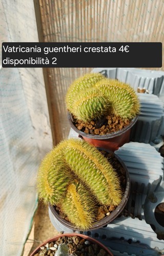 Vatricania guentheri crestata