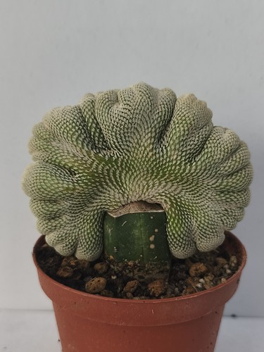 Epithelantha bokei crestata - epithelantha,