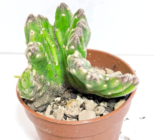 Stapelia leendertziae crestata - stapelia,