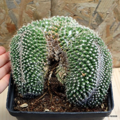Mammillaria compressa crestata