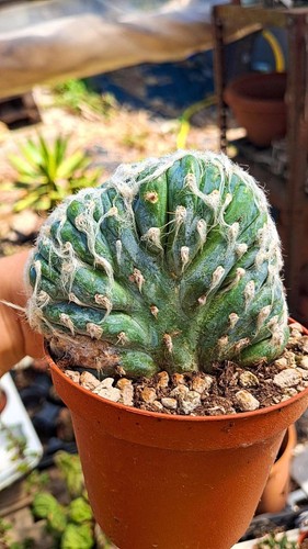 Pilosocereus leucocephalus - pilosocereus,