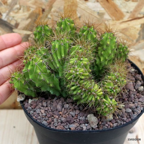 Polaskia chende crestata vaso - crestata,