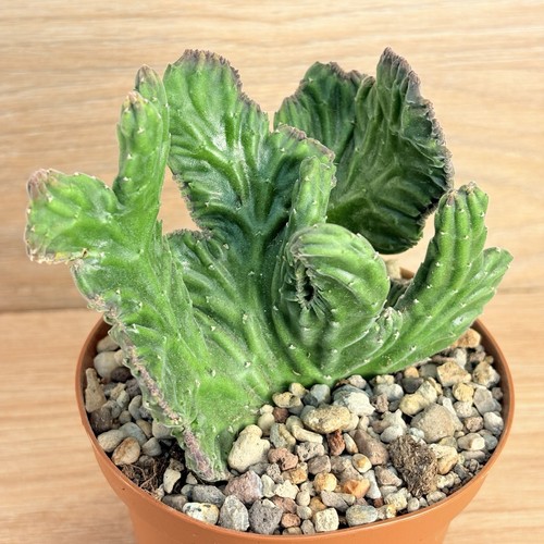 Stapelia leendertziae - , f
