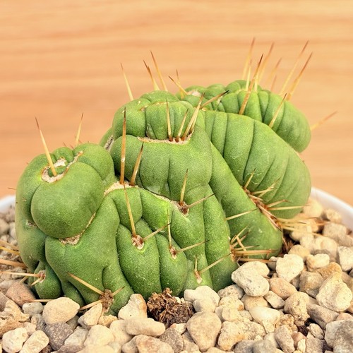 Eulychnia castanea spiralis - castanea, f.