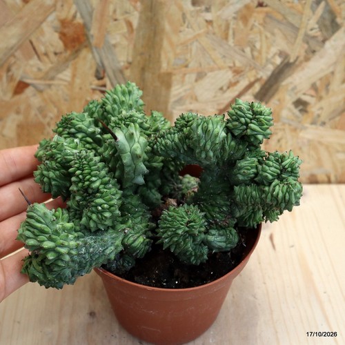 Euphorbia enopla crestata - , vaso