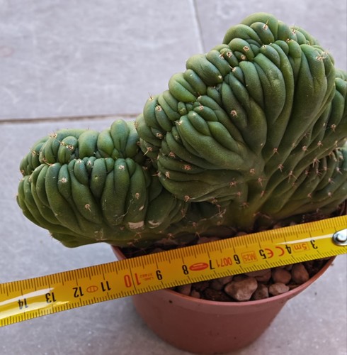 Beautiful crestata cactus - crestata.,