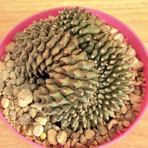 Gymnocalycium mihanovichii - , f