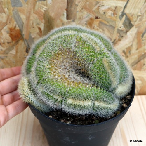 Mammillaria pylcayensis