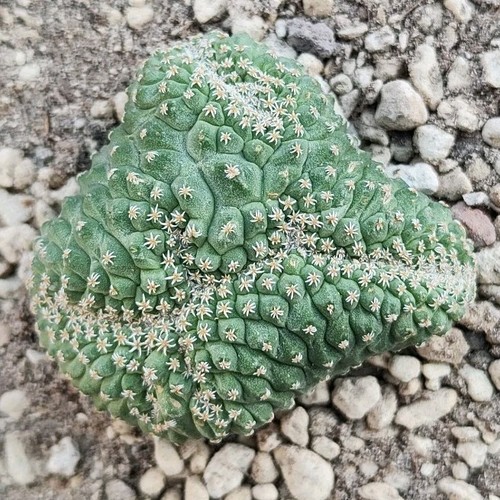 Strombocactus disciformis