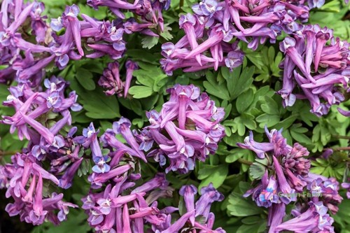 Semi corydalis yanhusuo - 50,
