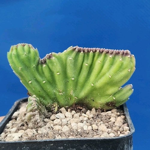 Stapelia leendertziae crestata