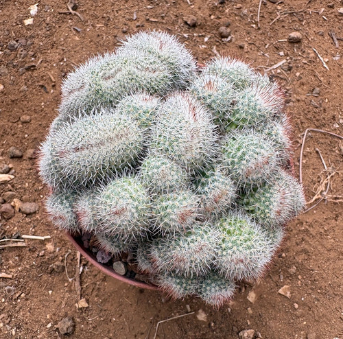Mammillaria geminispina - mammillaria,