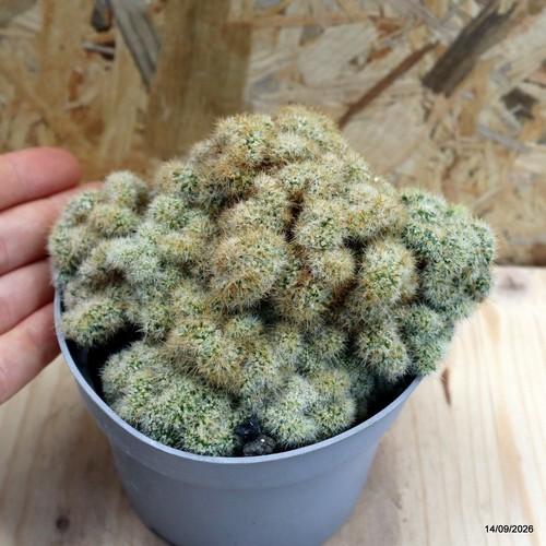 Mammillaria crestata vaso - mammillaria,
