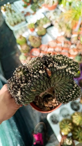 Copiapoa humilis crestata