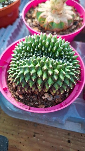 Gymnocalycium mihanovichii - gymnocalycium,