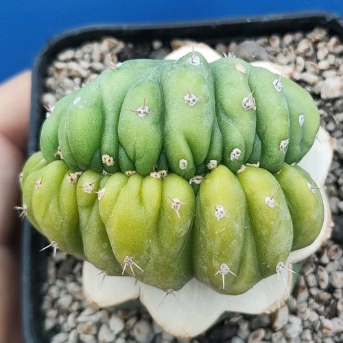 Trik variegata crestata - trik, p.