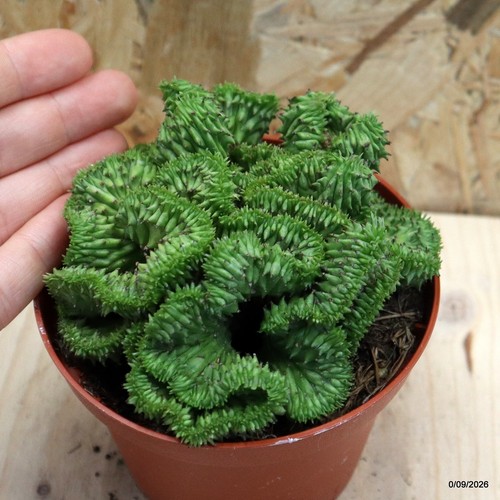 Euphorbia horrida crestata