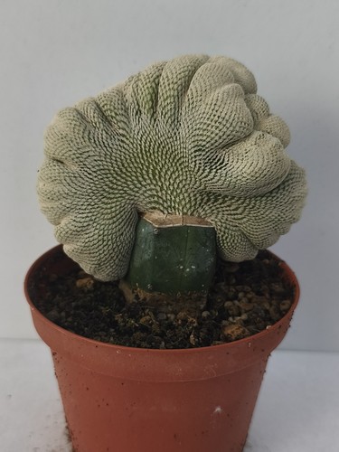 Epithelantha bokei crestata - bokei,