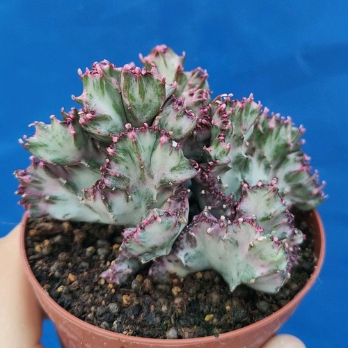 Euphorbia lactea crestata - f.,