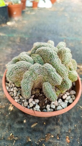 Lobivia densispina crestata