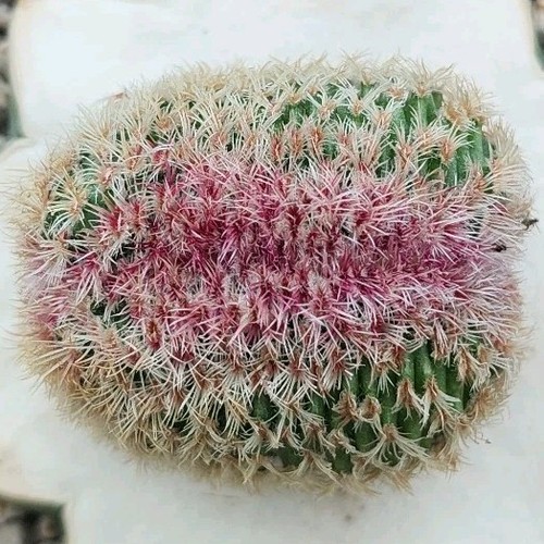 Echinocereus rigidissimus var - echinocereus,