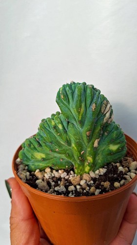 Myrtillocactus geometrizans