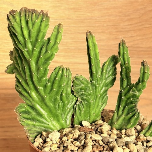 Stapelia leendertziae - , f