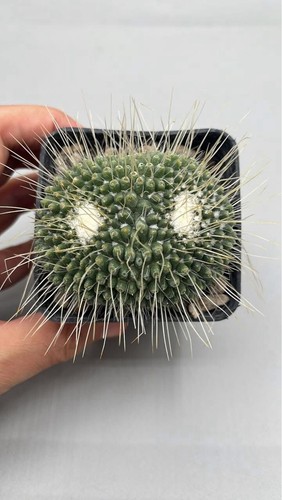 Mammillaria spinosissima - spinosissima, un