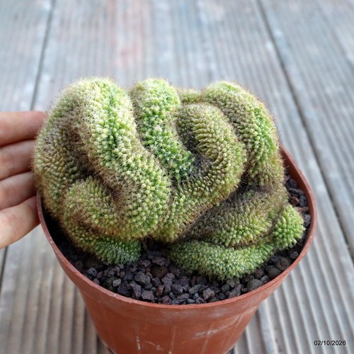 Mammillaria crestata vaso - mammillaria,