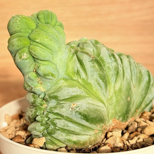 Myrtillocactus geometrizans