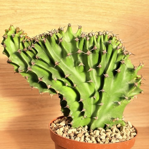 Euphorbia eritrea crestata - euphorbia, f.