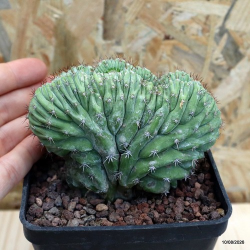 Polaskia chichipe crestata