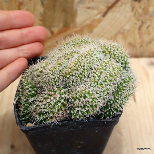 Mammillaria nejapensis
