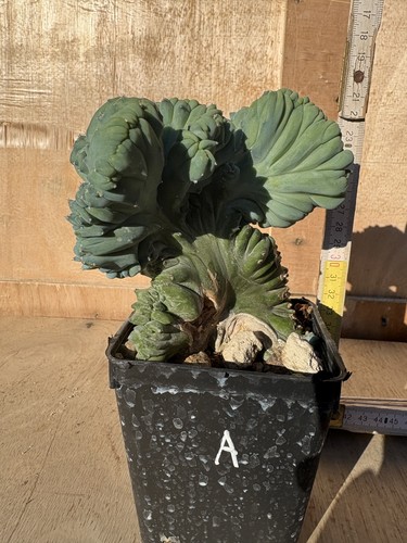 Myrtillocactus geometrizans