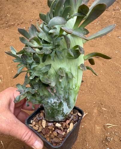 Graptoveria fred ives - graptoveria, ives'