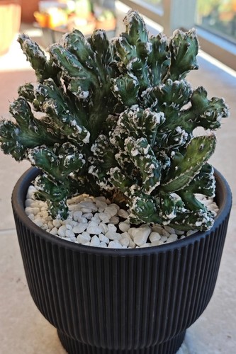 Monvillea spegazzinii crestata