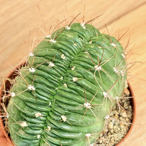 Lobivia pentlandii crestata - lobivia, f.