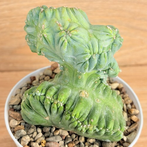 Myrtillocactus geometrizans