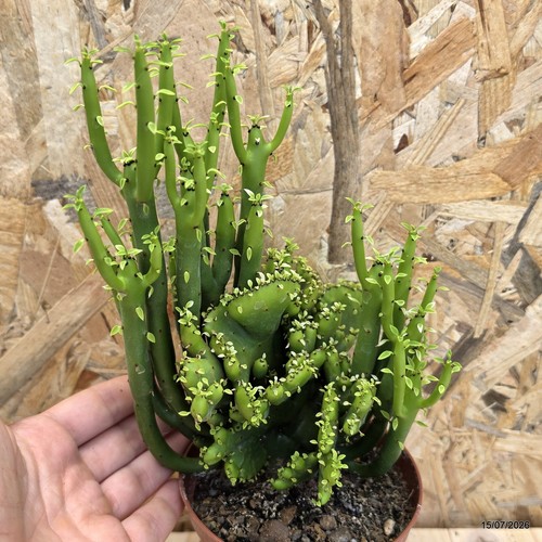 Euphorbia leucodendron
