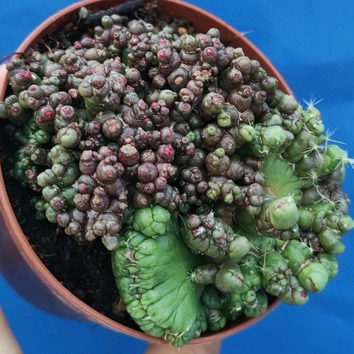 Mammillaria fred f - cv.,