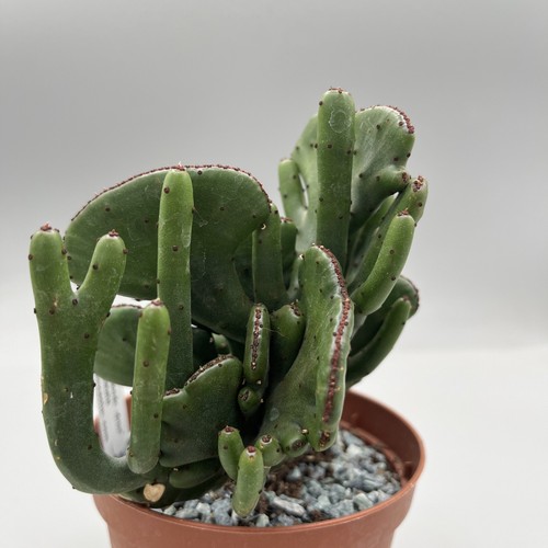 Euphorbia leucodendron - euphorbia,